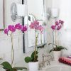Бра Hinkley Shelly (Схеллы) HK-SHELLY1-BATH