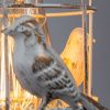 Бра Arte Lamp Cincia (Цинциа) A5090AP-1WG