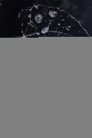 Раковина керамическая Allen Brau Fantasy 4.11021.20 50х40 накладная цвет белый без отверстий под смеситель