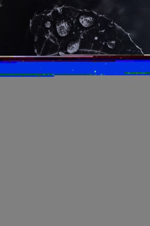 Раковина керамическая Allen Brau Fantasy 4.11021.TP 50х40 накладная цвет коричневый без отверстий под смеситель